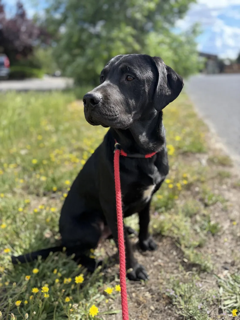 Otis