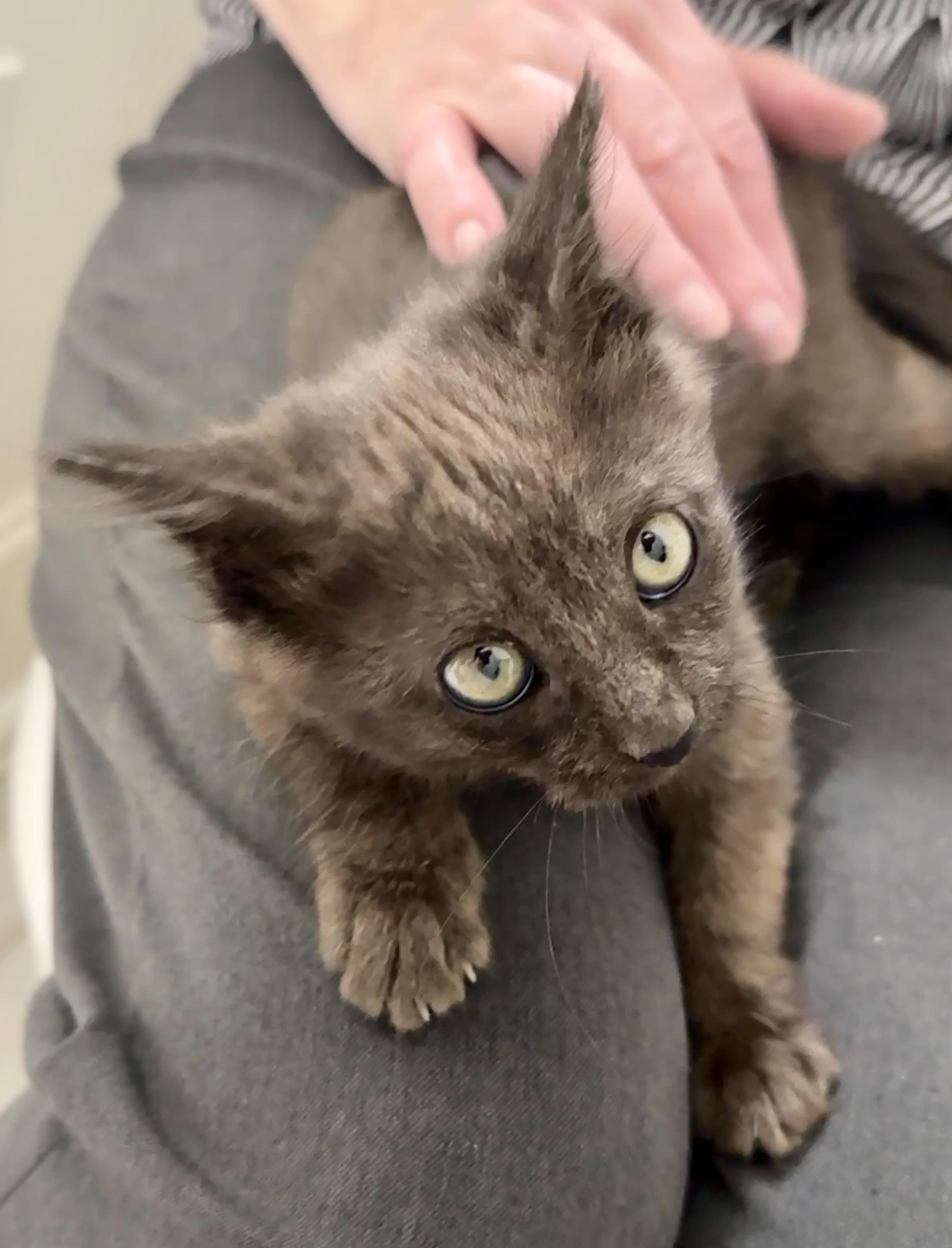 A baby small-sized female Black Domestic Long Hair cat named Cubbie for adoption in Houston, TX
