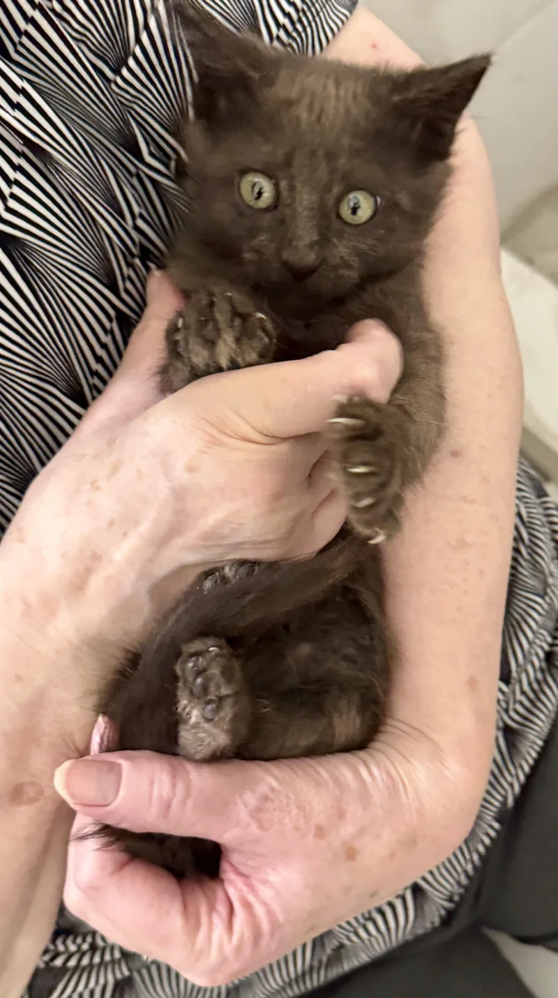 Cubbie thumbnail 4