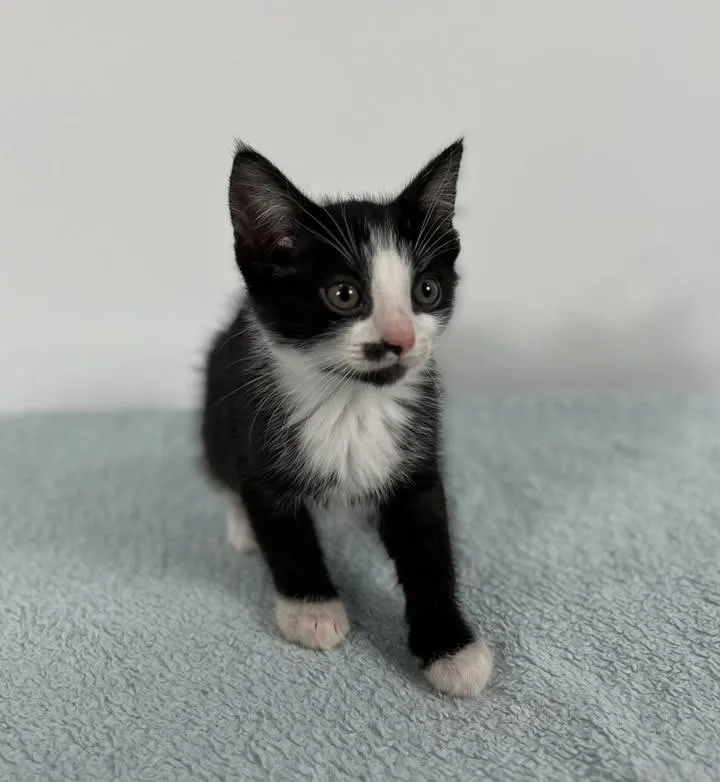 A baby small-sized male Domestic Short Hair cat named Cosmopolitan for adoption in Effingham, IL