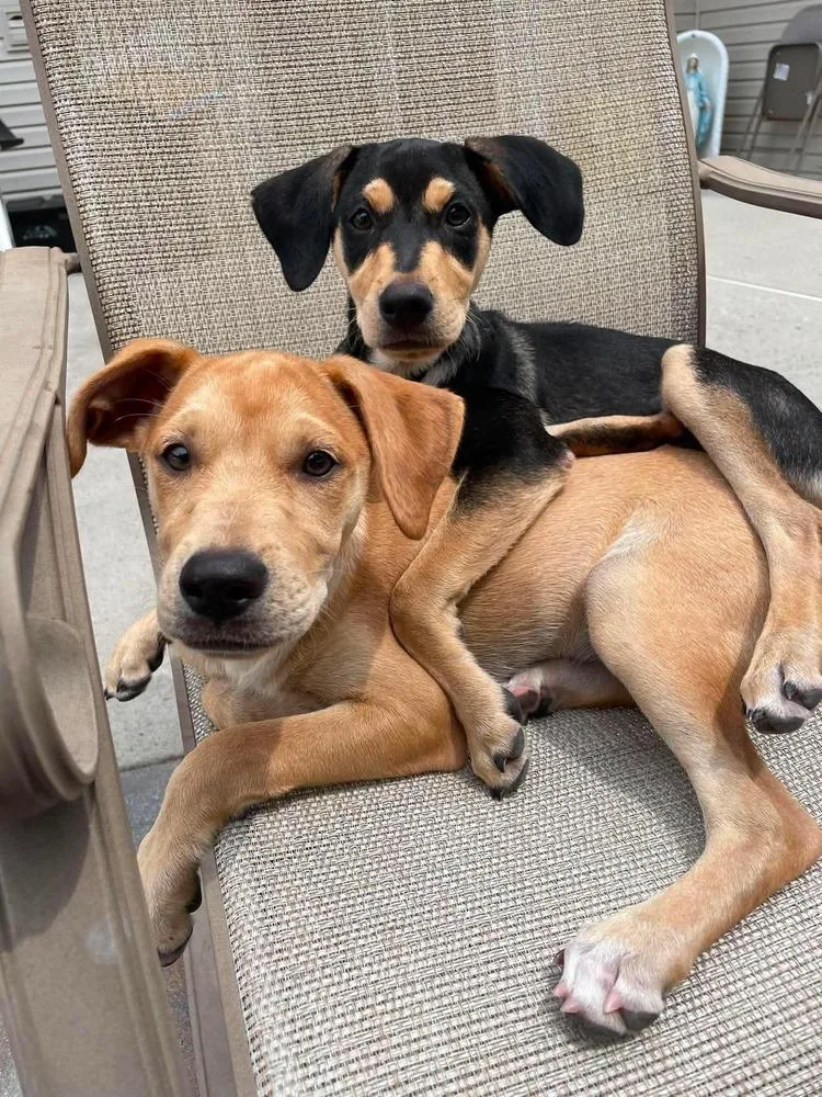 A baby medium-sized female Tricolor (Brown, Black, & White) Labrador Retriever dog named Ashley for adoption in Valley Stream, NY