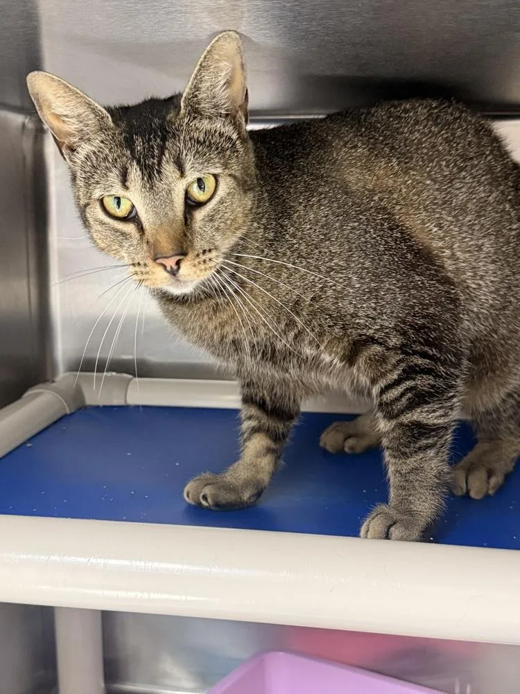 An adult medium-sized female Domestic Short Hair cat named Violet for adoption in Fort Walton Beach, FL