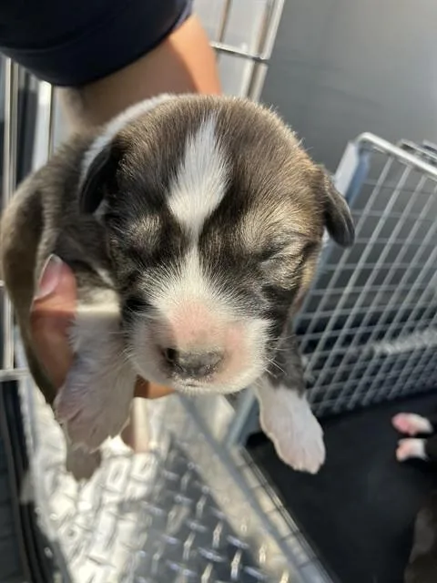 A baby small-sized male Mixed Breed dog named Jupiter for adoption in Dallas, TX