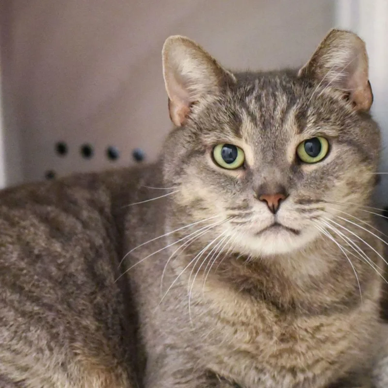 An adult large-sized male Domestic Short Hair cat named Jase for adoption in Baldwin, MD