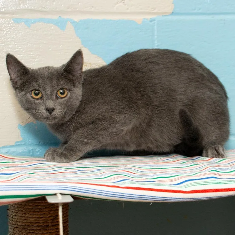 A baby small-sized male Domestic Medium Hair cat named Michelangelo for adoption in Troy, OH