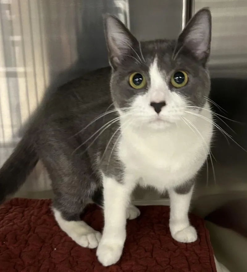 An adult medium-sized female Gray & White Domestic Short Hair cat named Buddy Buttons for adoption in Anoka, MN