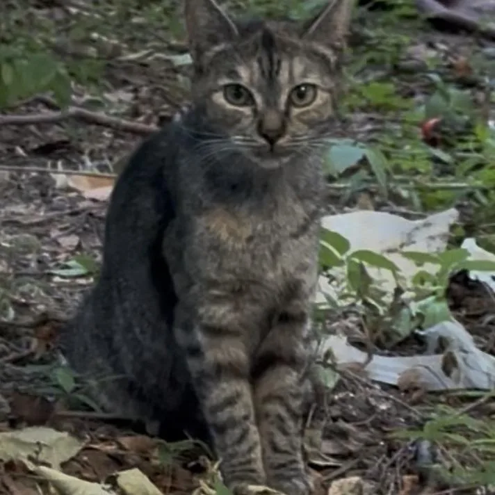 A young small-sized female Gray / Blue / Silver Domestic Short Hair cat named Angelica for adoption in Brooklyn, NY