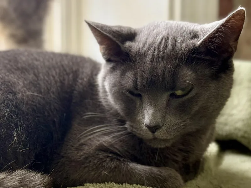 Evangeline thumbnail 3