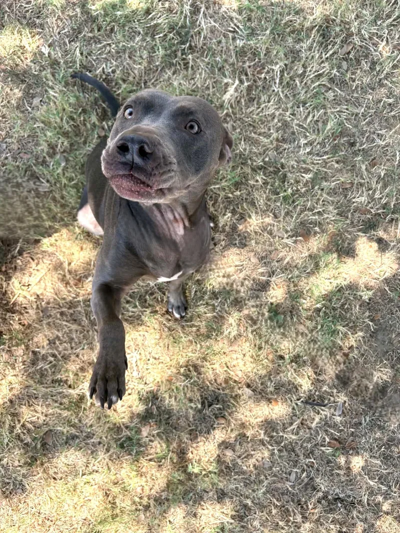 An adult medium-sized female Gray / Blue / Silver Pit Bull Terrier dog named Lucille for adoption in Cleburne, TX