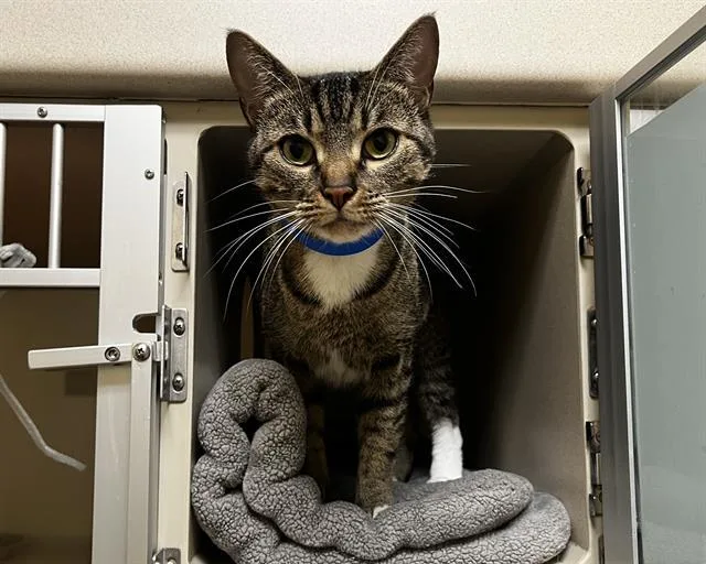 An adult small-sized female Domestic Short Hair cat named Stormi for adoption in Denver, CO