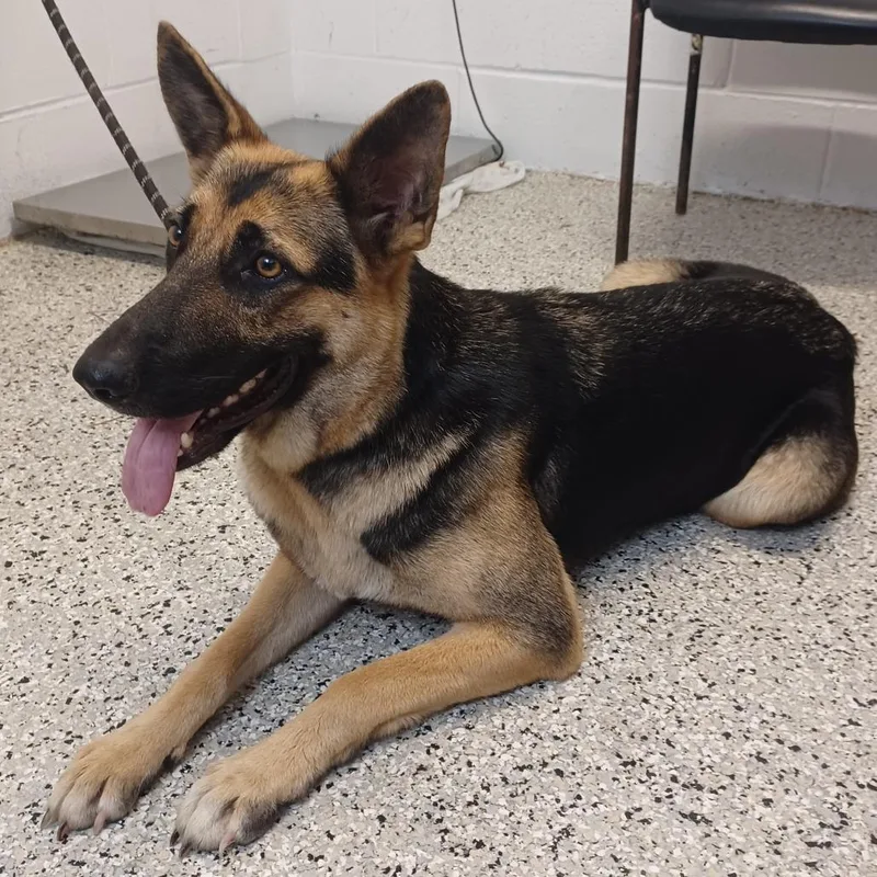 A young medium-sized female Yellow / Tan / Blond / Fawn German Shepherd Dog dog named Jade for adoption in Hattiesburg, MS
