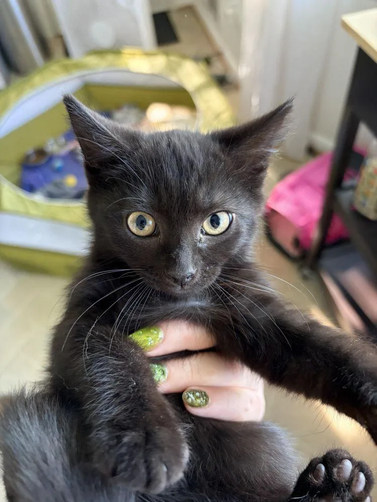 A baby small-sized female Black Domestic Short Hair cat named Cami Sol for adoption in Alexandria, VA