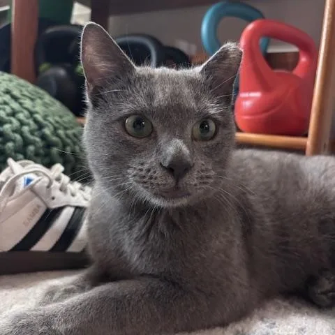 A young medium-sized male Gray / Blue / Silver Domestic Short Hair cat named Stormy Hadfield for adoption in Philadelphia, PA