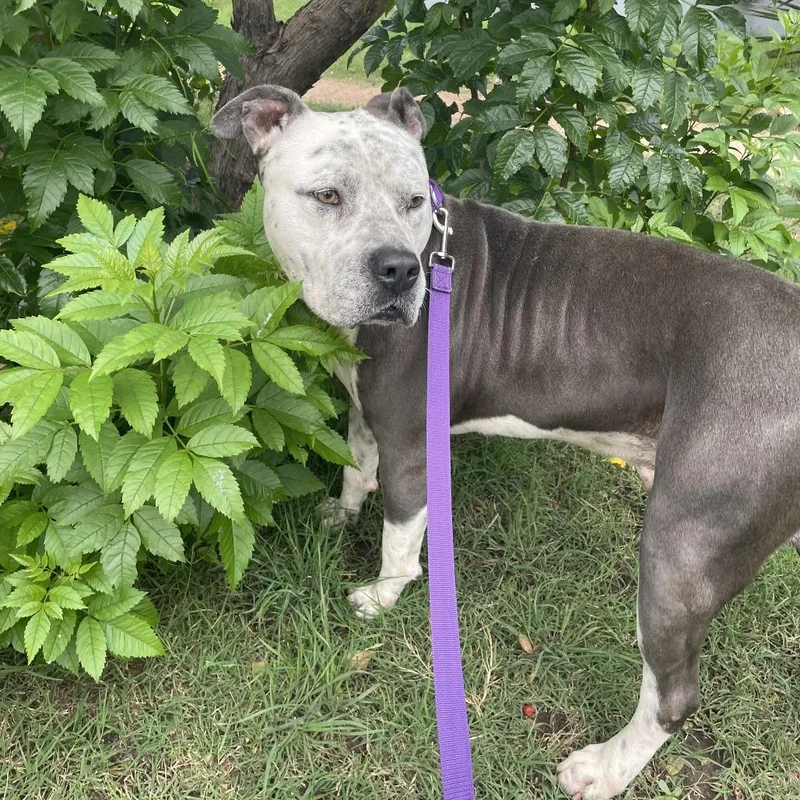An adult medium-sized male Gray / Blue / Silver Pit Bull Terrier dog named Kane for adoption in Austin, TX