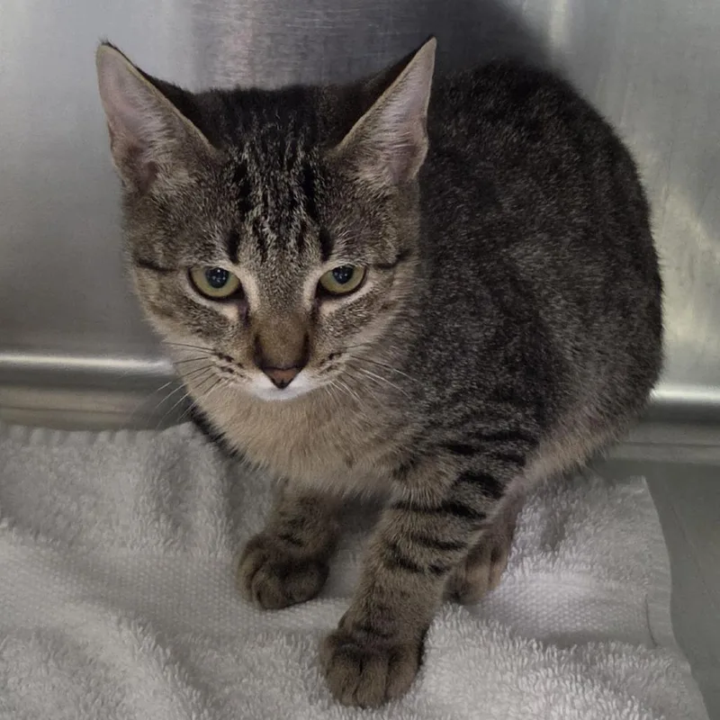 A baby small-sized female Brown / Chocolate Domestic Short Hair cat named Lisa for adoption in Leander, TX