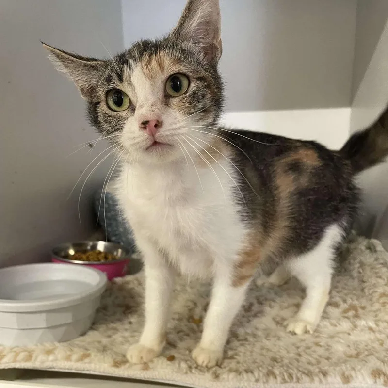 An adult medium-sized female Calico Domestic Short Hair cat named Angie for adoption in Hemet, CA