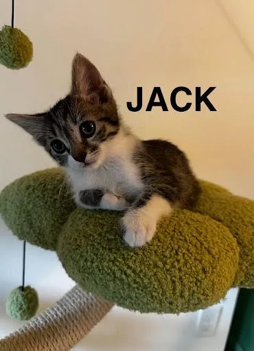 A baby large-sized male White Domestic Medium Hair cat named Jack for adoption in Homewood, IL