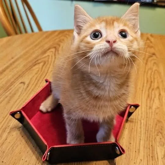 A baby small-sized male Orange / Red Domestic Short Hair cat named Biscayne for adoption in Mentor, OH