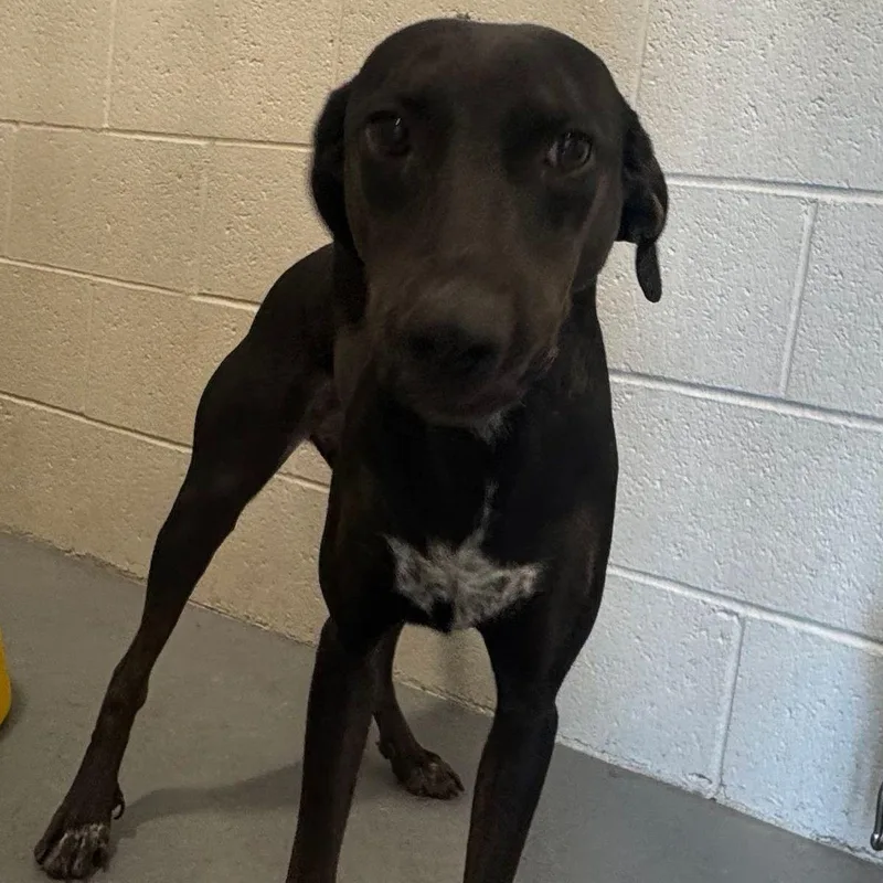 An adult medium-sized female Doberman Pinscher dog named Destiny for adoption in Kingman, AZ