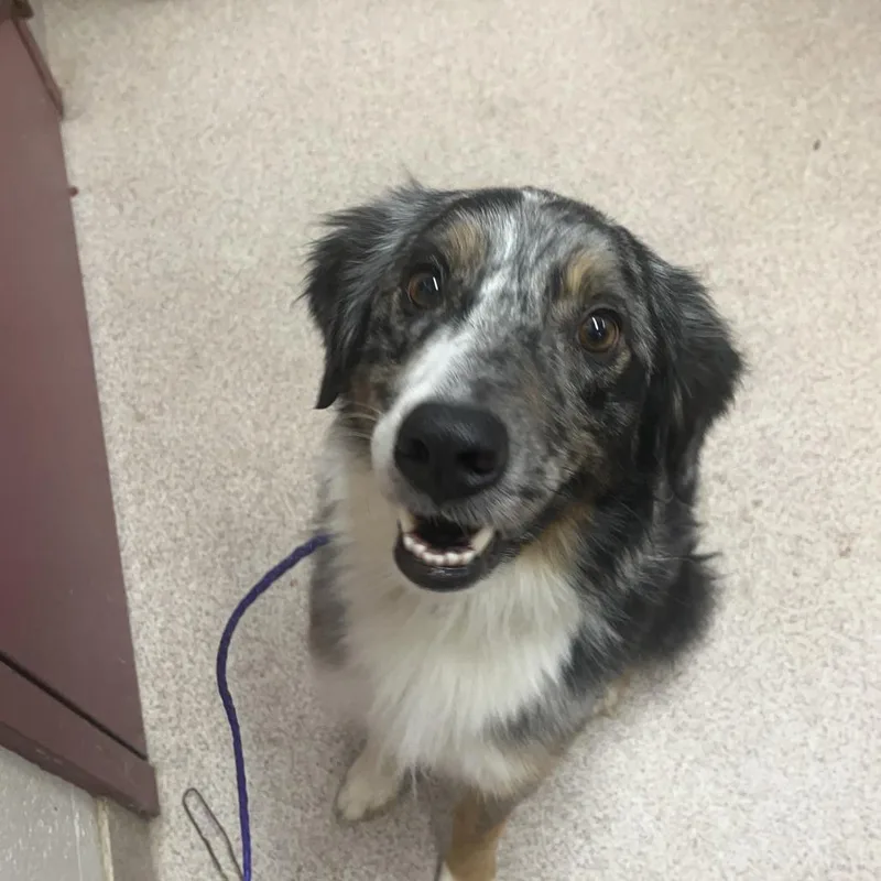 An adult medium-sized male Black Australian Shepherd dog named Shrek for adoption in Ardmore, OK