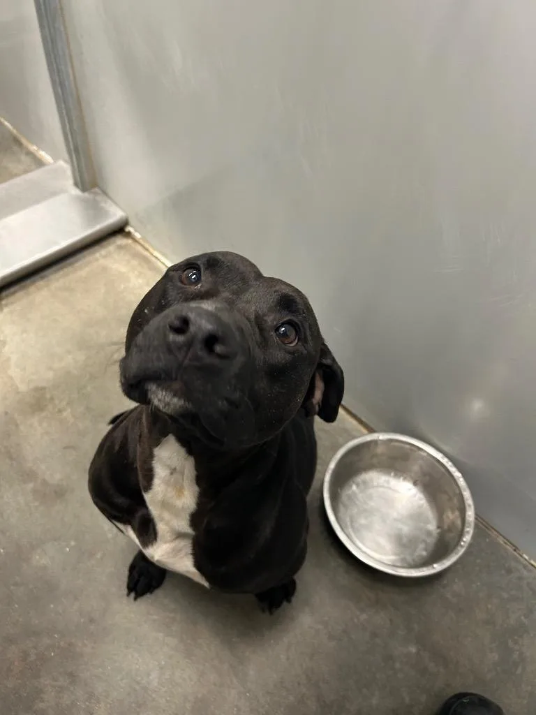 A young medium-sized male Pit Bull Terrier dog named Caspian for adoption in Winder, GA