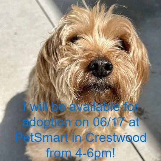 A senior small-sized male Yellow / Tan / Blond / Fawn Yorkshire Terrier dog named Cash for adoption in Matteson, IL
