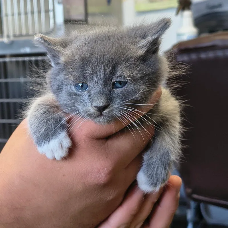 A baby small-sized female Gray / Blue / Silver Domestic Short Hair cat named Dawn for adoption in Othello, WA