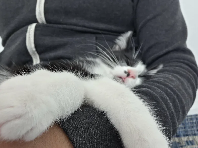 A baby medium-sized female Black & White / Tuxedo Tuxedo cat named Trouble for adoption in Palmdale, CA