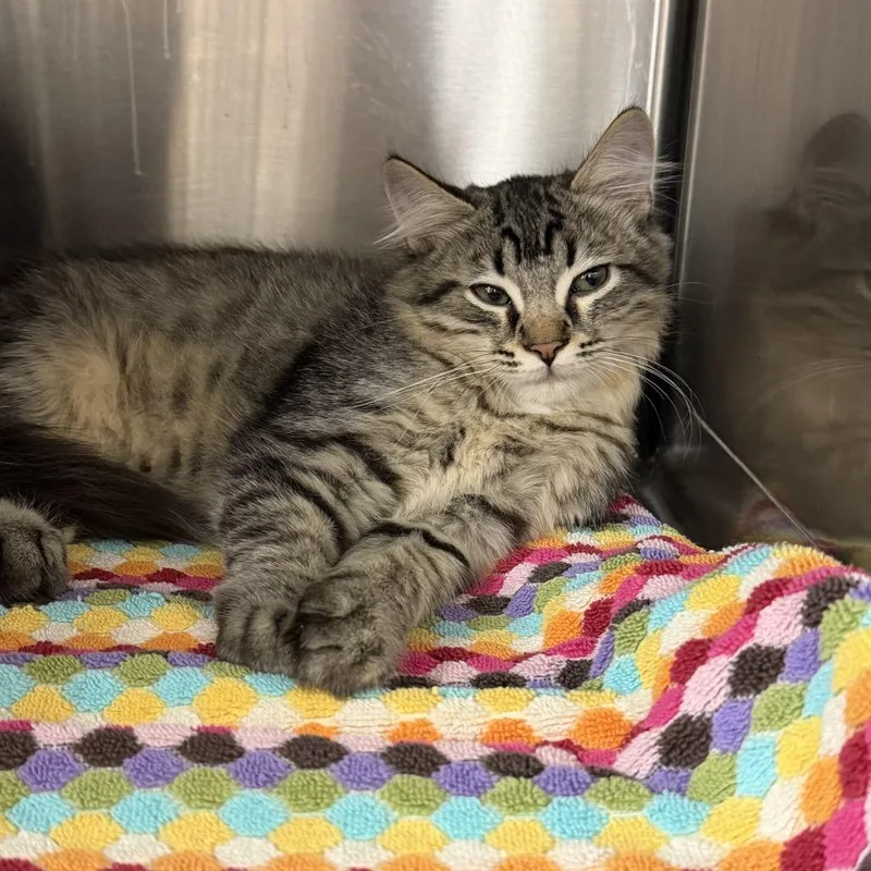 A baby small-sized female Domestic Medium Hair cat named Prada for adoption in Coralville, IA