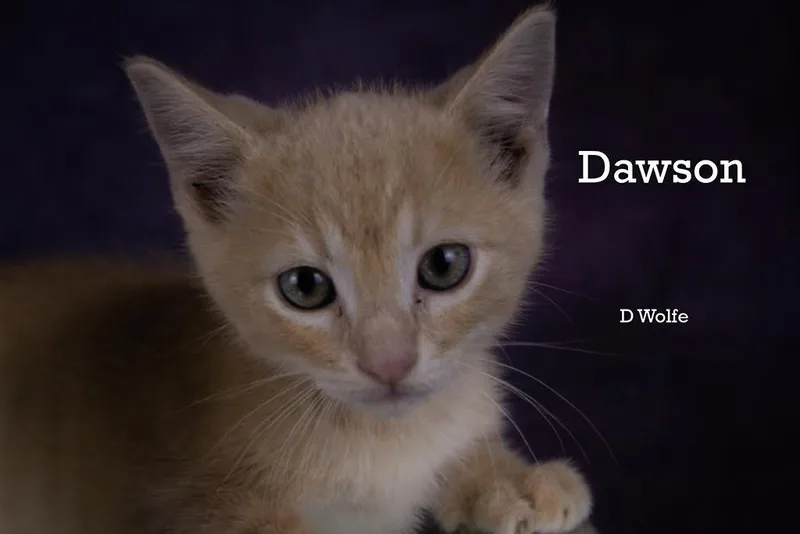 A baby medium-sized male Buff / Tan / Fawn Domestic Short Hair cat named Dawson for adoption in York, NE