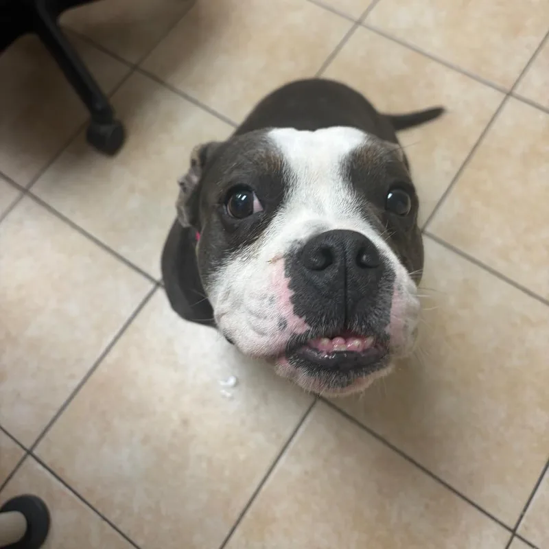An adult medium-sized female Gray / Blue / Silver Pit Bull Terrier dog named Dior for adoption in Pekin, IL