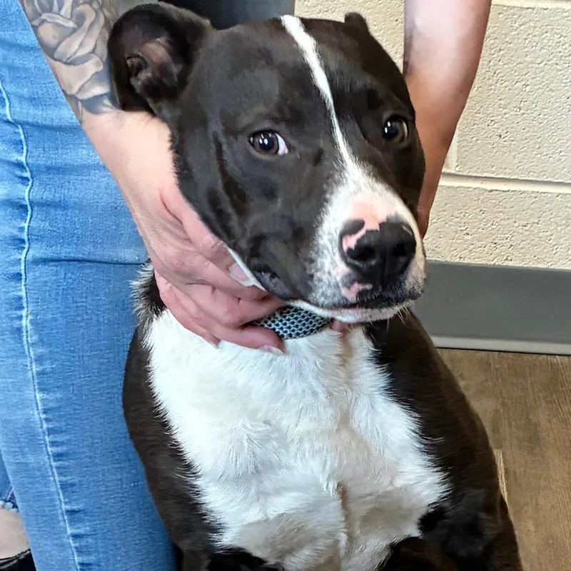 Bojangles thumbnail 2