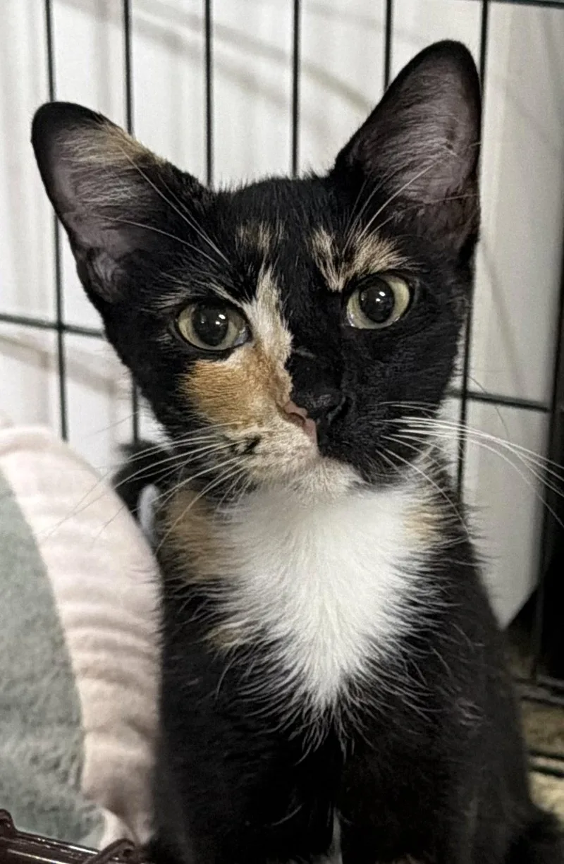 An adult medium-sized female Domestic Short Hair cat named Winx for adoption in Rosenberg, TX