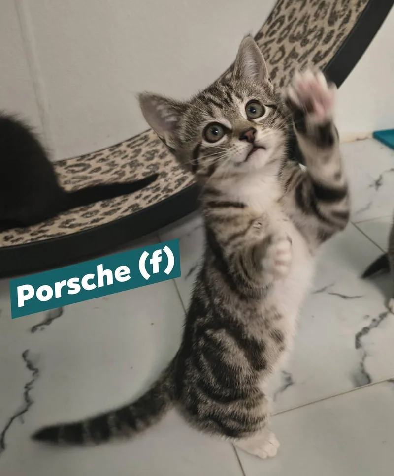 A baby medium-sized female Domestic Short Hair cat named Porsche for adoption in Saugerties, NY
