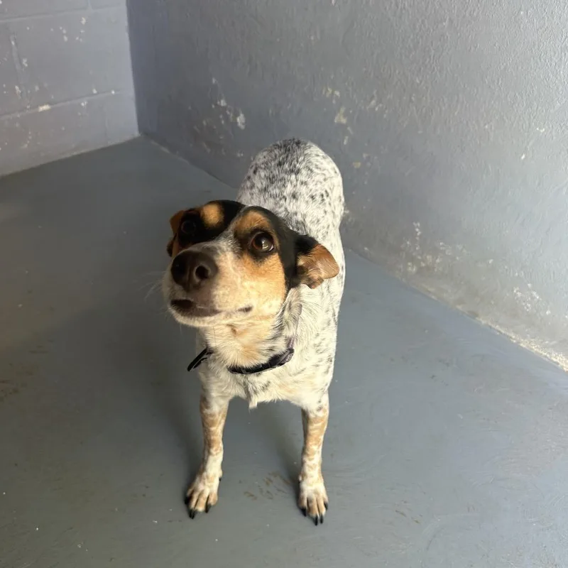 An adult small-sized female Black Australian Cattle Dog / Blue Heeler dog named Nora for adoption in Kyle, TX