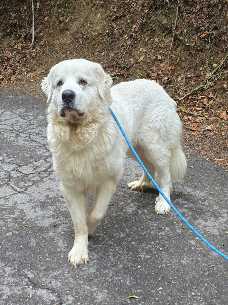 An adult large-sized male White / Cream Great Pyrenees dog named Oden for adoption in Mountain City, TN
