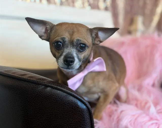 An adult small-sized male Chihuahua dog named Frijole for adoption in Fairfield, CA