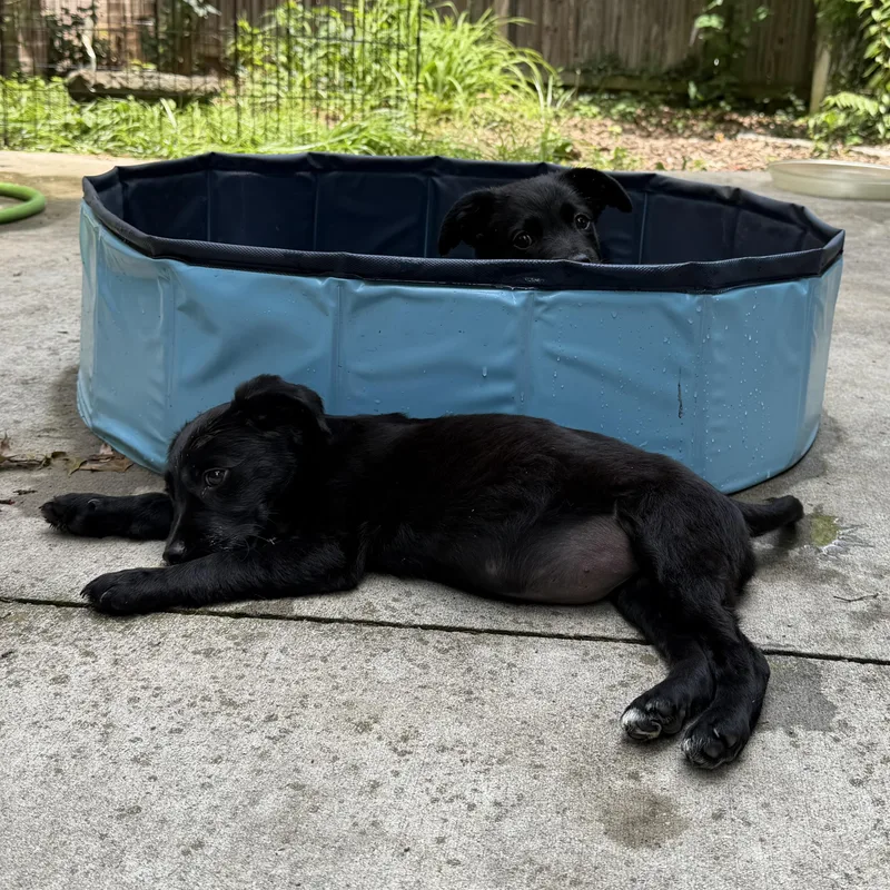 A baby medium-sized female Shepherd dog named Heron for adoption in Ellicott City, MD