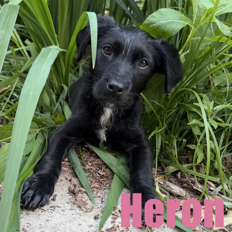 Heron thumbnail 2