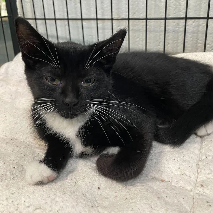 A baby small-sized female Domestic Short Hair cat named Wendy for adoption in Jackson, MI