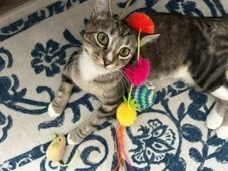 A young medium-sized female Domestic Short Hair cat named Maple for adoption in Saint Peters, MO