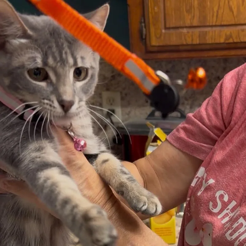 A baby medium-sized female Tabby (Gray / Blue / Silver) Domestic Short Hair cat named Butterfly Rose for adoption in Oklahoma City, OK