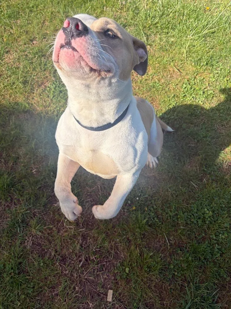 A young medium-sized male Mixed Breed dog named Hero for adoption in Gallatin, TN