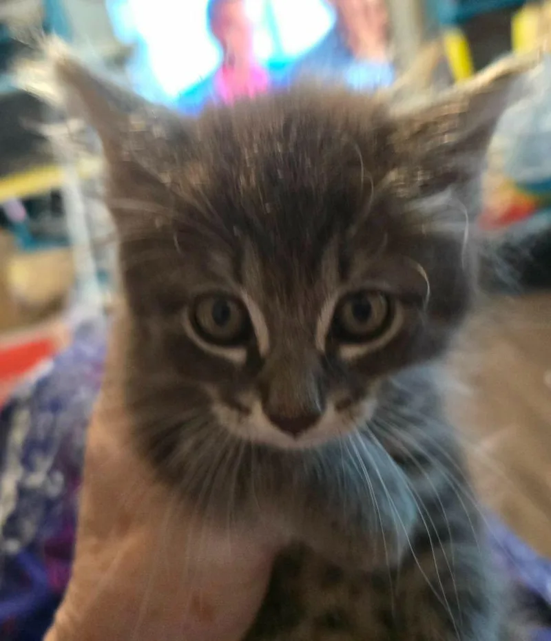 A baby small-sized male Siamese cat named Surf for adoption in New Braunfels, TX