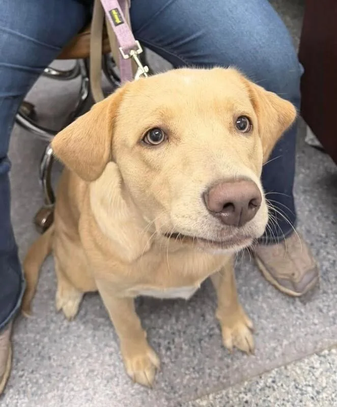 An adult medium-sized female Labrador Retriever dog named Lucy for adoption in Burgaw, NC