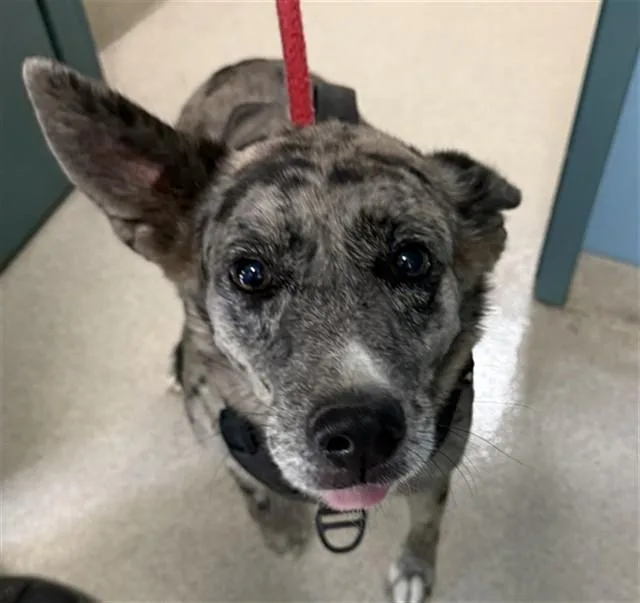 An adult large-sized female Catahoula Leopard Dog dog named Luna for adoption in Newton, NC