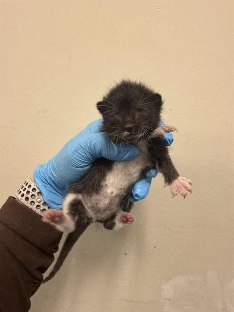 A baby small-sized female Domestic Short Hair cat named Dracula for adoption in Miami, FL