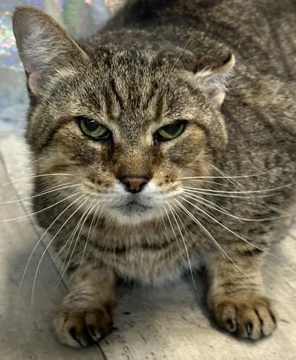 A young medium-sized male Domestic Short Hair cat named Crumpet for adoption in Shreveport, LA