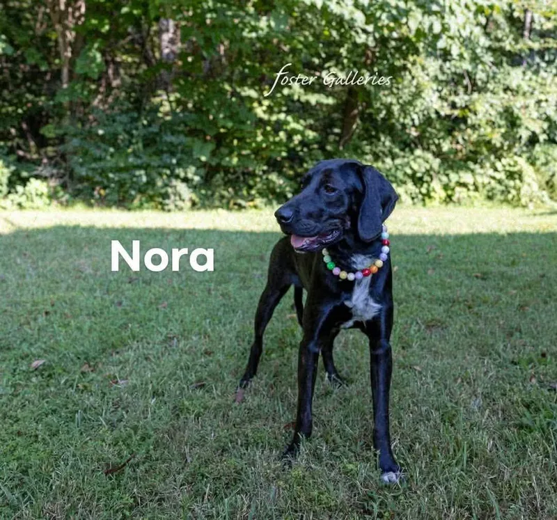 A young medium-sized female Plott Hound dog named Nora for adoption in Spring Hill, TN