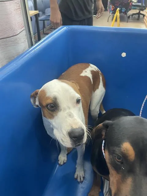 A young large-sized female Mixed Breed dog named Melo for adoption in Dallas, TX